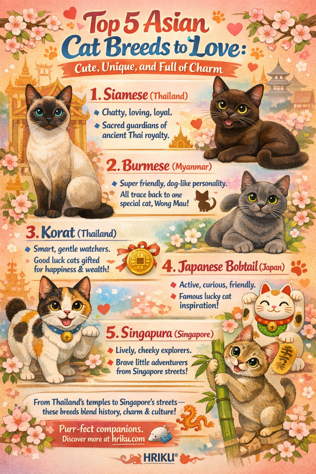 Top 5 Asian Cat Breeds to Love: Cute, Unique, and Full of Charm